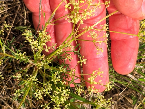 bezobalka sivá (Trinia glauca)