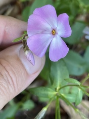Phlox ovata