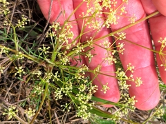 Trinia glauca