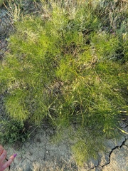Prangos trifida