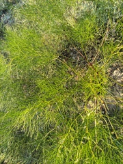 Prangos trifida