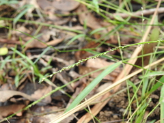Setaria distans