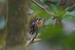 Lampornis