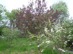 Malus purpurea