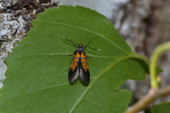 Schiffermuelleria schaefferella