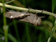 Anacridium aegyptium