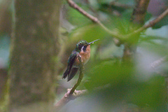 Lampornis