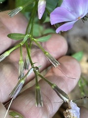 Phlox ovata