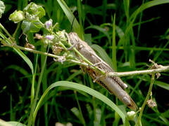 Anacridium aegyptium
