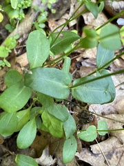 Phlox ovata