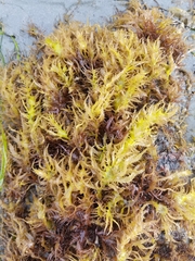 Grateloupia californica