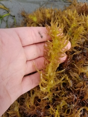 Grateloupia californica