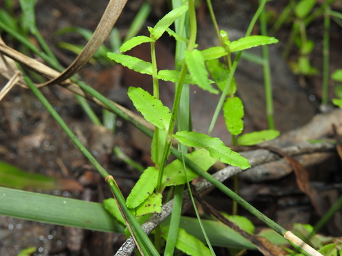 Gonocarpus chinensis