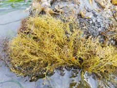 Odonthalia