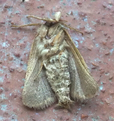 Triodia sylvina