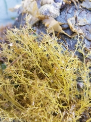 Odonthalia