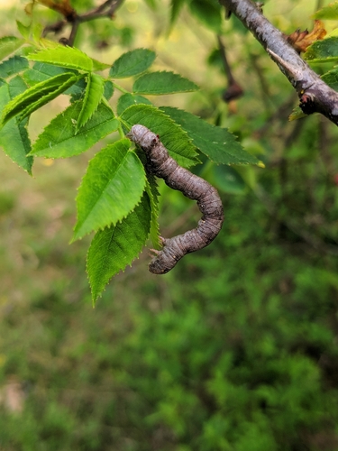 listnatka neskorá (Colotois pennaria)