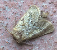 Triodia sylvina