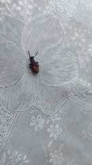 Coleoptera