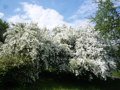 Exochorda
