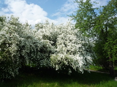 Exochorda