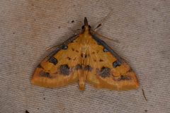 Choristostigma zephyralis
