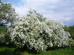 Exochorda