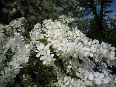 Exochorda