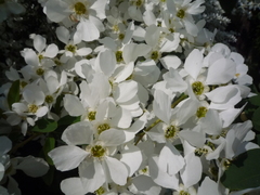 Exochorda