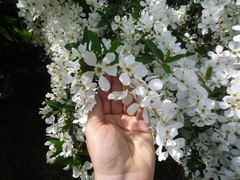 Exochorda
