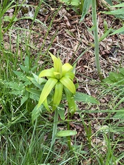 Lilium longiflorum