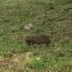Marmota monax