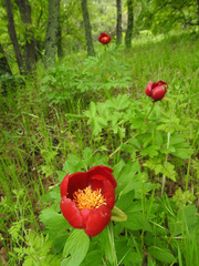 Paeonia peregrina