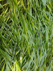 Phyllospadix serrulatus