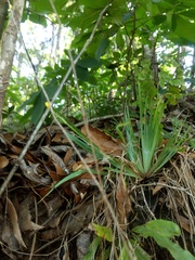 Sisyrinchium anarosae