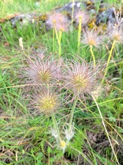 Pulsatilla grandis