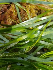 Phyllospadix serrulatus