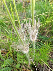 Pulsatilla grandis