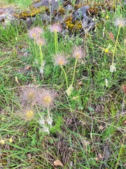 Pulsatilla grandis
