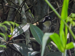 Arremon atricapillus