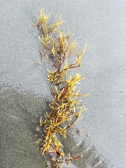 Ahnfeltia fastigiata