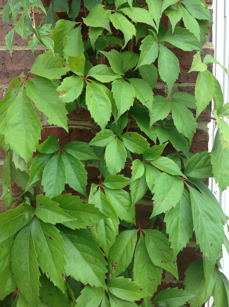 Virginia Creeper (Rutgers NJAES)