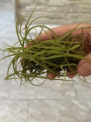 Tillandsia recurvata image