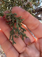 Walshomyia juniperina