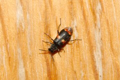 Anthocomus