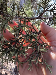 Walshomyia juniperina