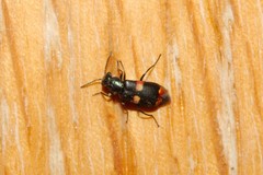 Anthocomus