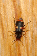 Anthocomus