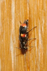 Anthocomus