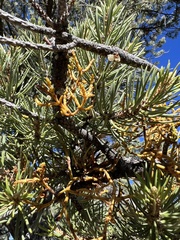 Arceuthobium vaginatum